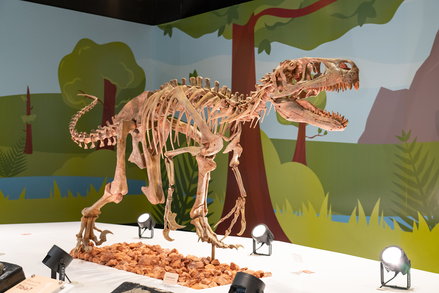 Dinosaur skeleton exhibit at Liverpool children's museum with colourful thematic backdrop and interactive display setting