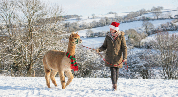 A person in a Santa hat walking an alpaca wearing a festive scarf in the snowy Cheshire countryside.